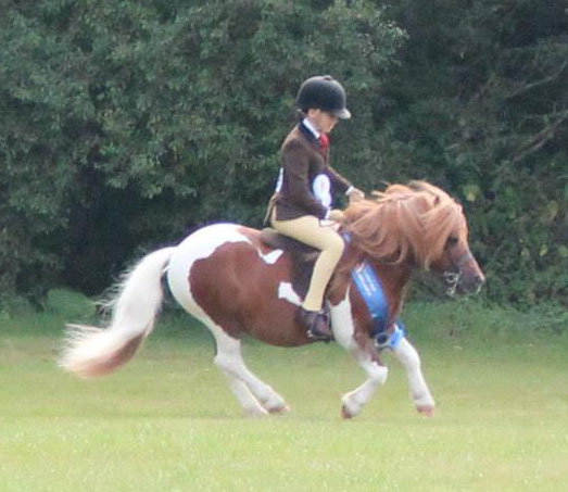 Shetland Pony - Brinleyview Camanchee.jpg